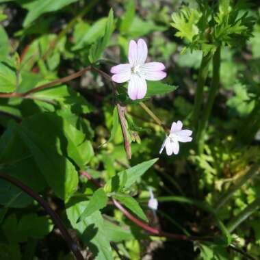 Epilobium angustifolium syn. Chamaenerion angustifolium