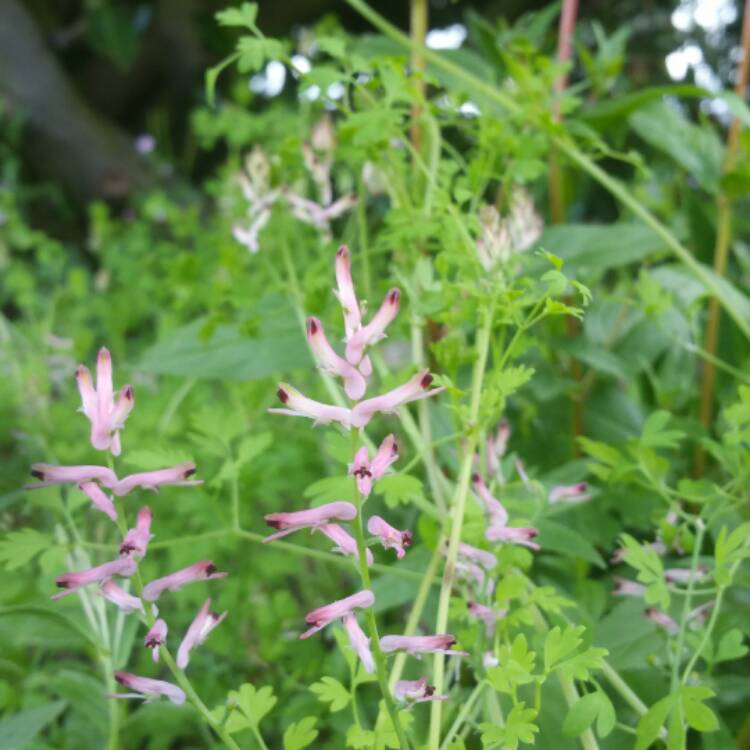 Plant image Fumaria Officinalis