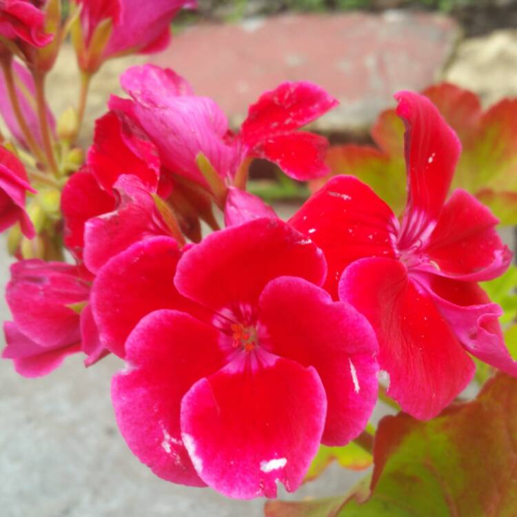 Plant image Pelargonium 'Pinktastic'