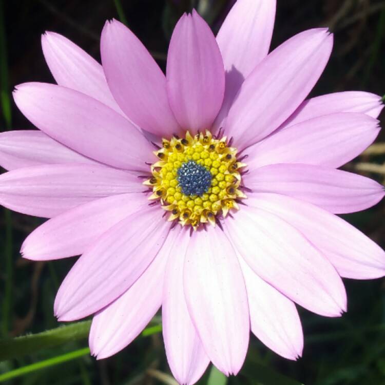 Plant image Osteospermum 'Jucundum'