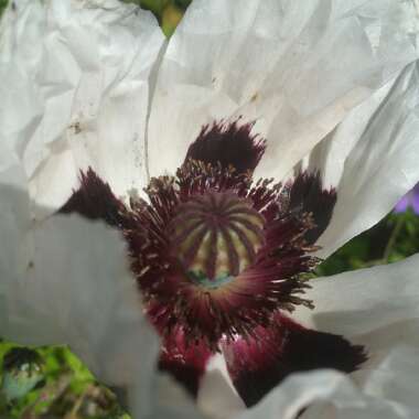 Papaver 'Royal Wedding'