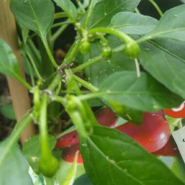 Capsicum Annuum 'Apache'