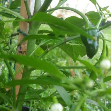 Capsicum Annuum 'Apache'