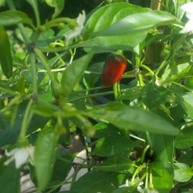 Capsicum Annuum 'Apache'