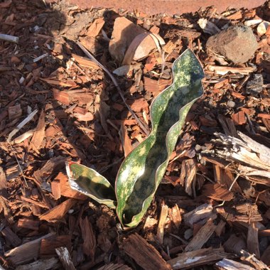 Sansevieria Kirkii Var Pulchra Coppertone