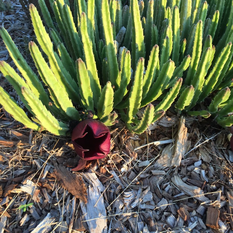 Plant image Stapelia Leendertziae