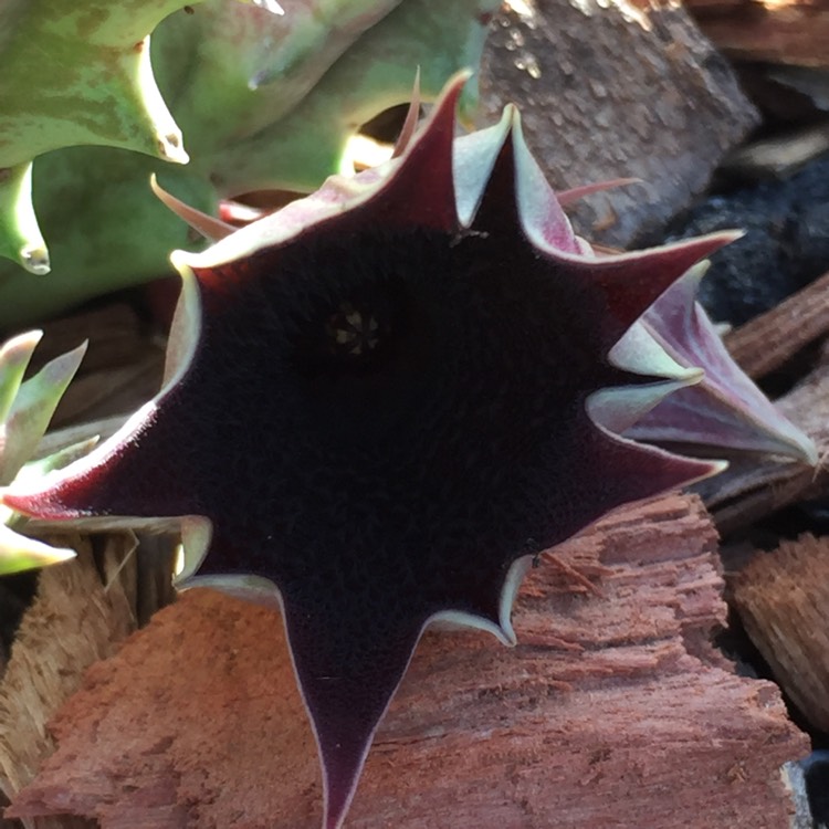 Plant image Huernia keniensis