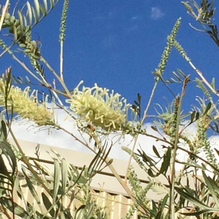 Plant image Grevillea 'Moonlight'