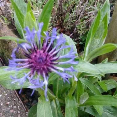 Perennial Cornflower