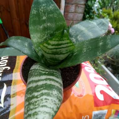 Birds-nest snake plant