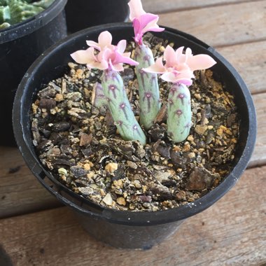 Senecio Articulatus Variegatus