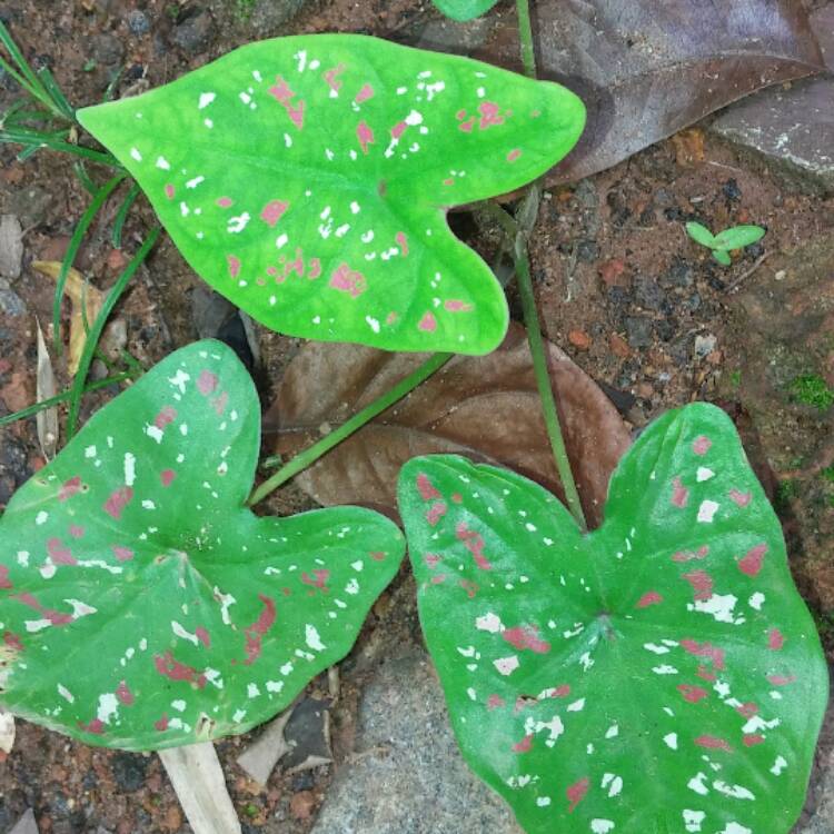 Plant image Caladium 'Buck'