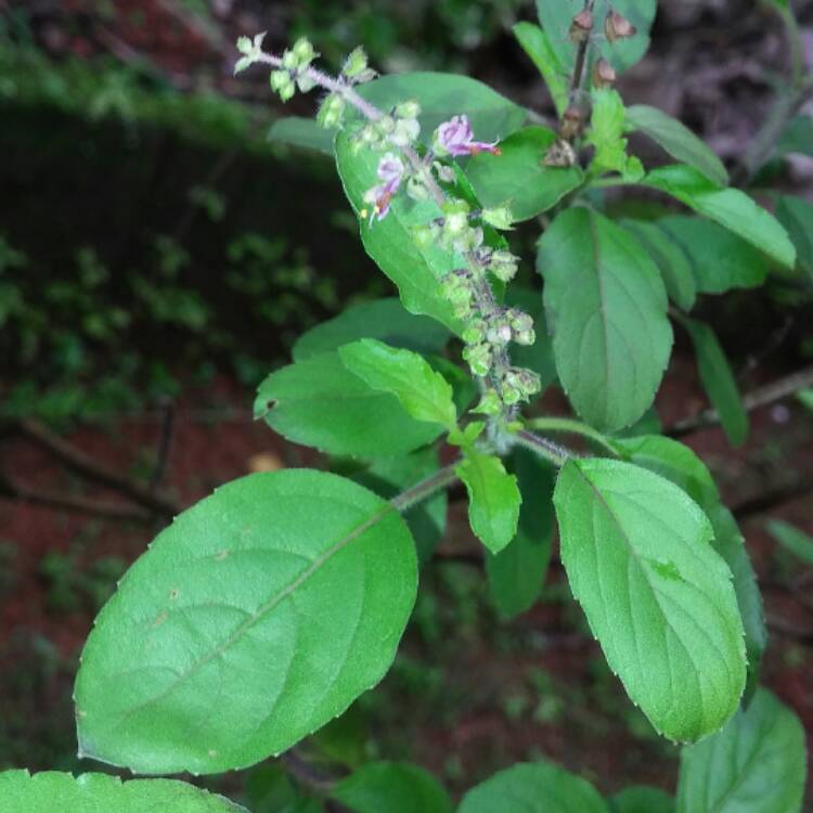 Plant image Ocimum tenuiflorum syn. Ocimum sanctum