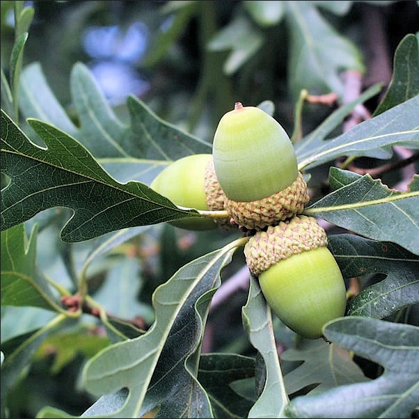 Plant image Quercus alba