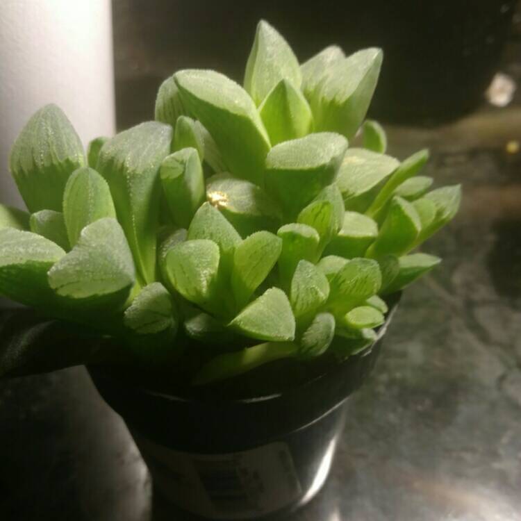 Plant image Haworthia Emelyae