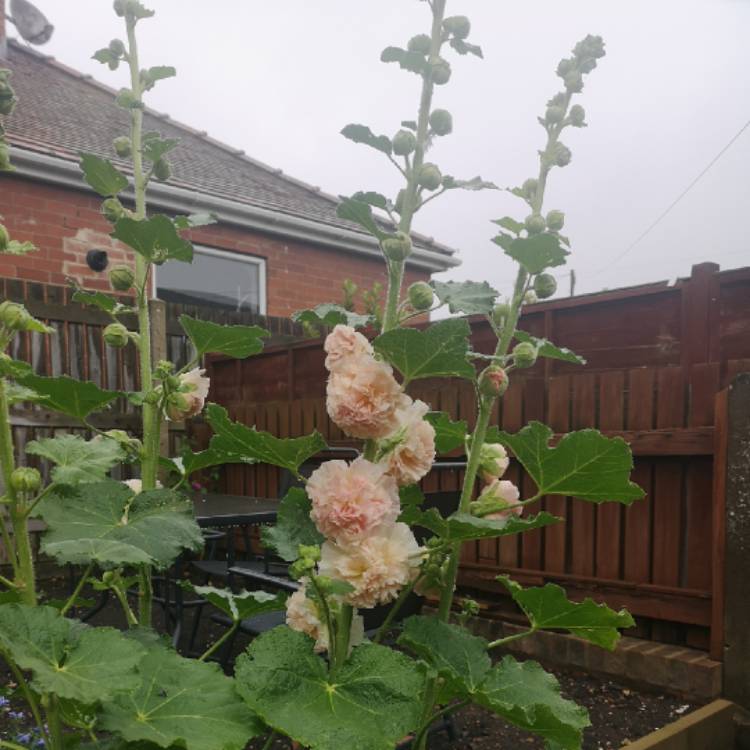 Plant image Alcea rosea 'Chater's Double Group Salmon Pink'