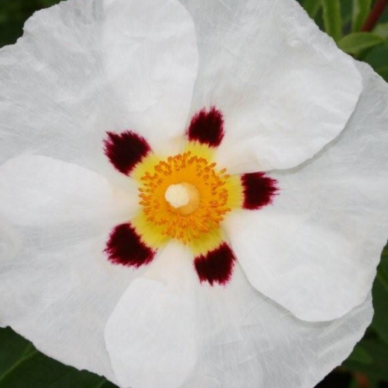 Plant image Cistus x aguilarii 'Maculatus'