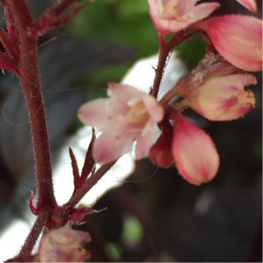 Alumroot 'Palace Purple'