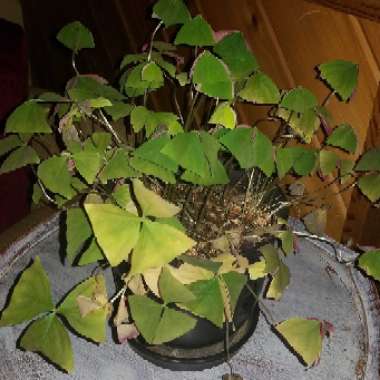 Oxalis triangularis