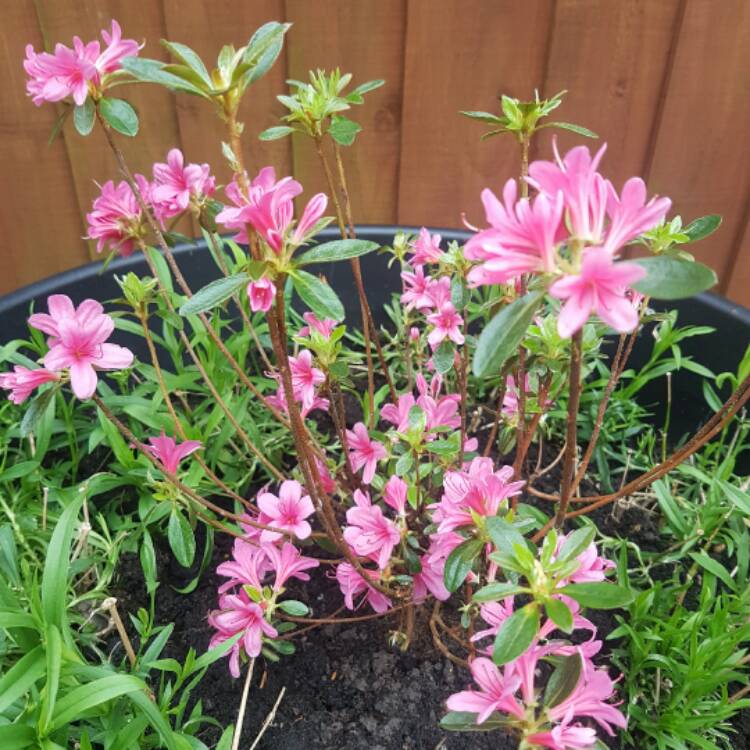 Plant image Rhododendron obtusum 'Silvester'