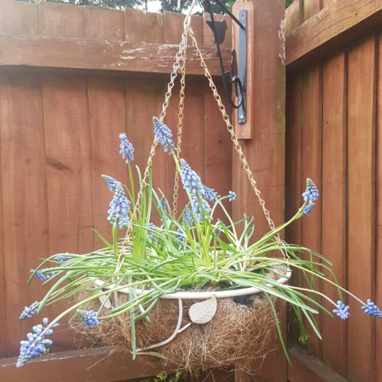 Plant image Pseudomuscari azureum syn. Muscari Azureum