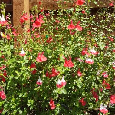 Sage 'Hot Lips'