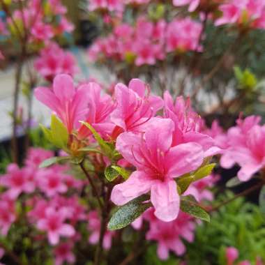 Azalea 'Silvester'