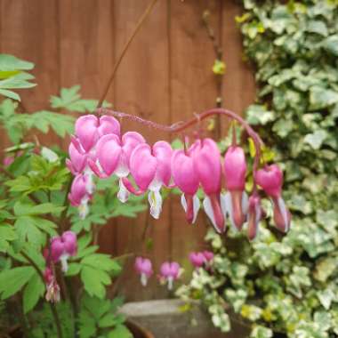 Bleeding Heart 'Valentine'