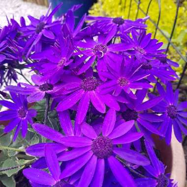 Florist's Cineraria 'Senetti Series'