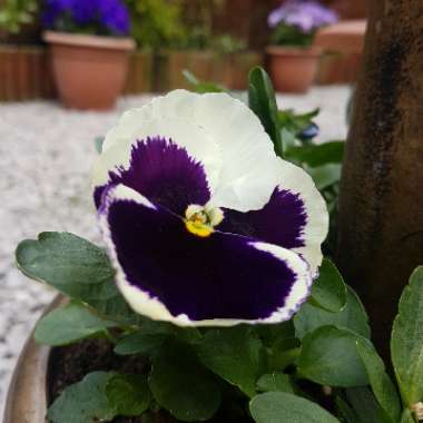 Pansy