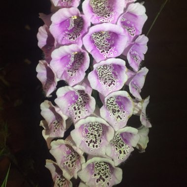 Foxglove