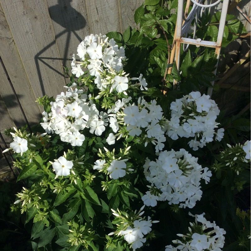 Phlox 'Mia Ruys'