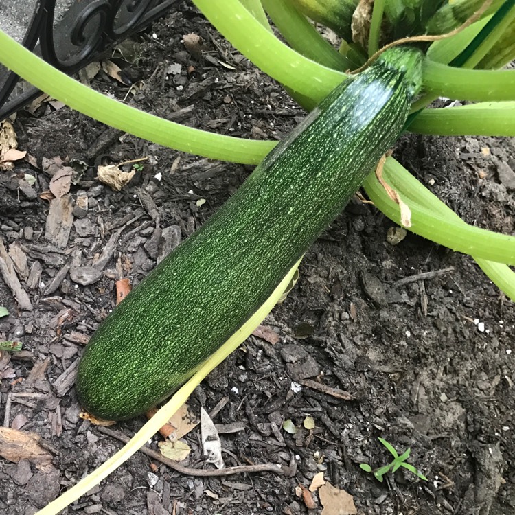 Plant image Cucurbita Pepo var. Cylindrica 'Aristocrat'