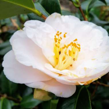 Camellia 'Laurie Bray'