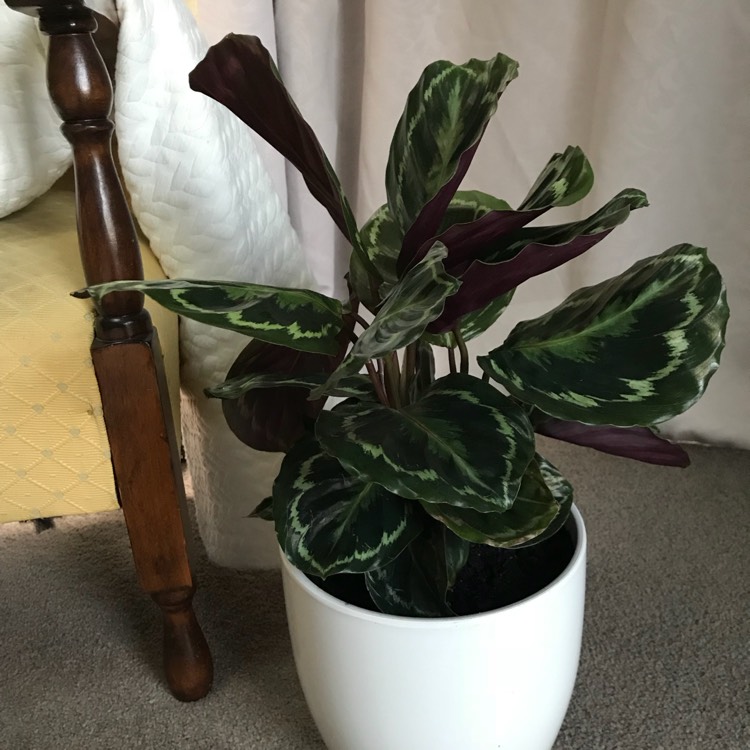 Plant image Calathea veitchiana