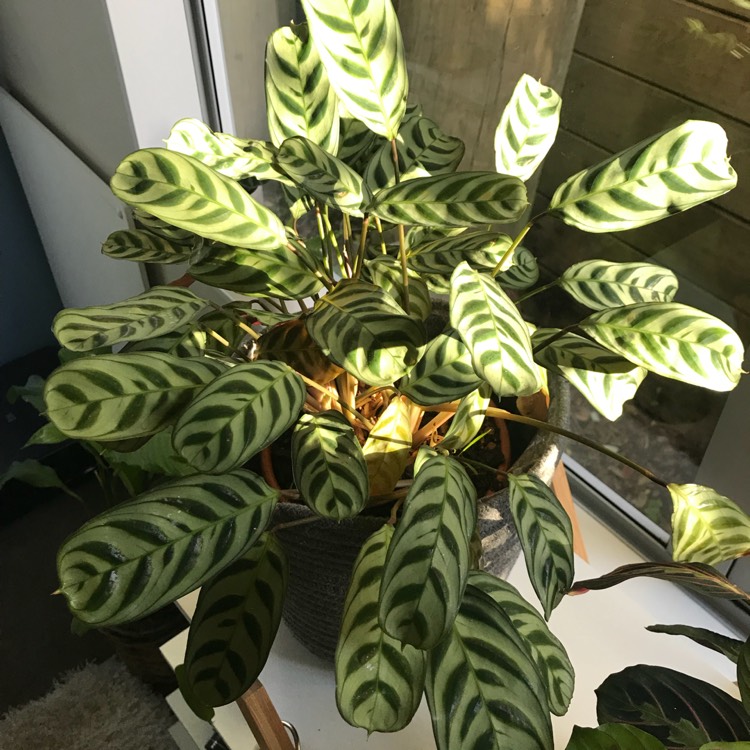 Plant image Calathea Insignis