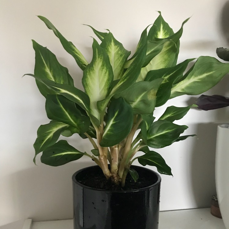 Plant image Dieffenbachia 'Camille'