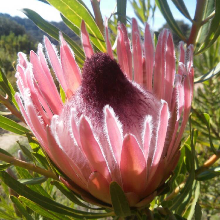 Plant image Protea longifolia x pudens 'Pixie'