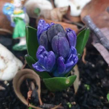 Hyacinthus orientalis 'Delft Blue'