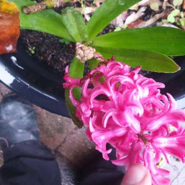 Hyacinthus orientalis