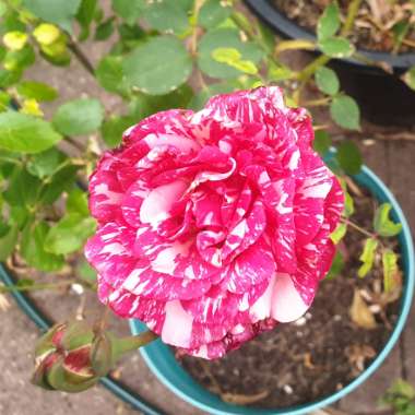 Rose 'Candy Stripe'