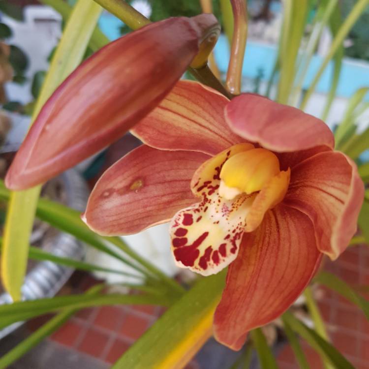 Plant image Cymbidium Peter Fire 'Torch' Burgundy Red