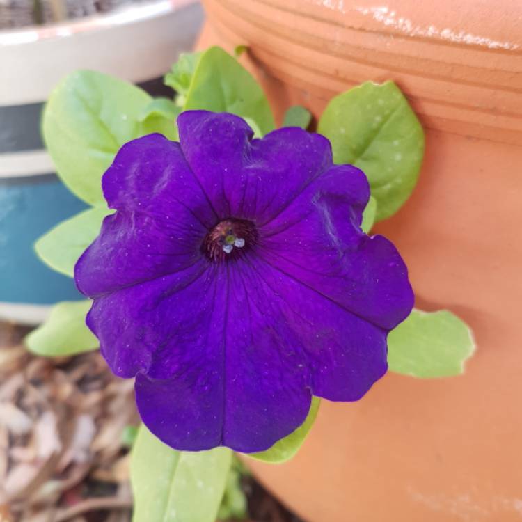 Plant image Petunia x hybrida 'F1 Ultra 'Blue'