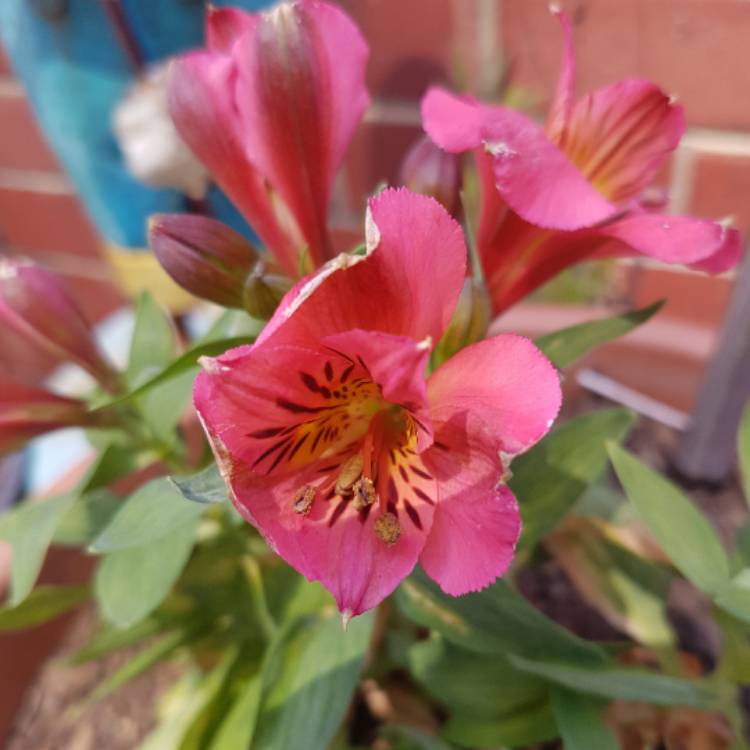 Plant image Alstroemeria 'Tesheartin' (Inticancha Series) syn. Alstroemeria 'Inticancha White Pink Heart'