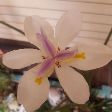 Dietes grandifolia syn. Dietes grandiflora 'Reen Lelie'