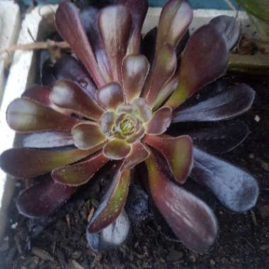 Aeonium Arboreum Zwartkop