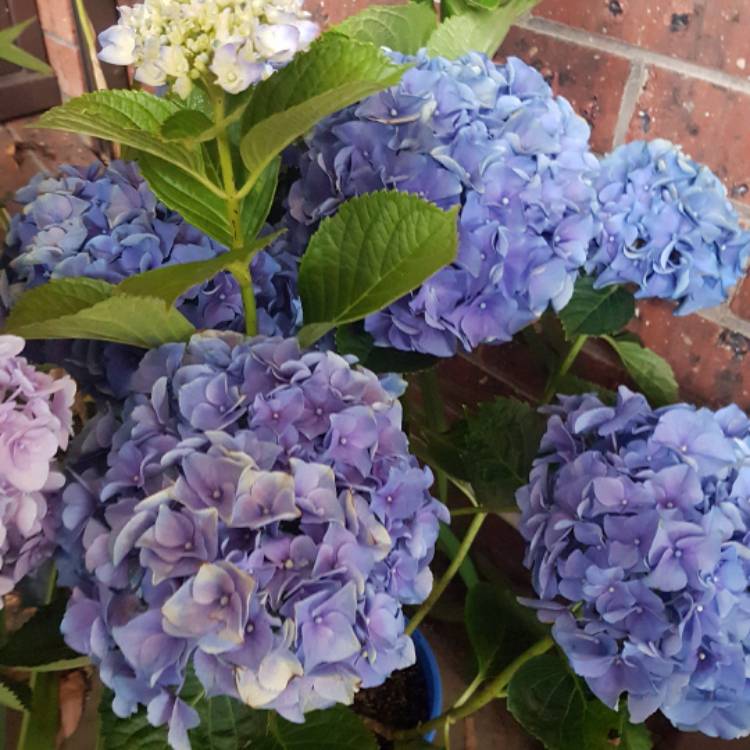 Plant image Hydrangea macrophylla 'Bavaria'