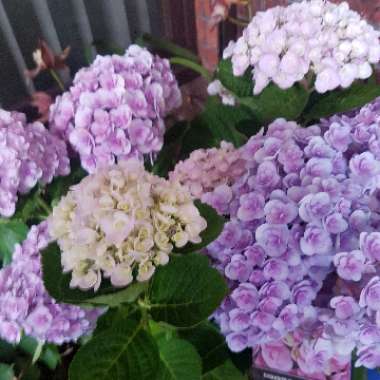 Hydrangea macrophylla 'Love'