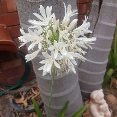 Agapanthus praecox 'Albiflorus' syn. Agapanthus umbellatus 'Albus'