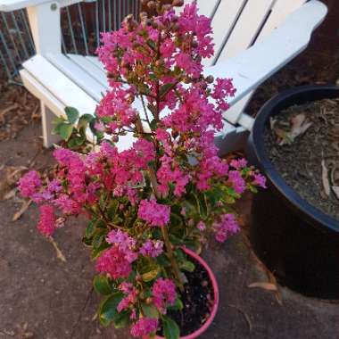 Lagerstroemia